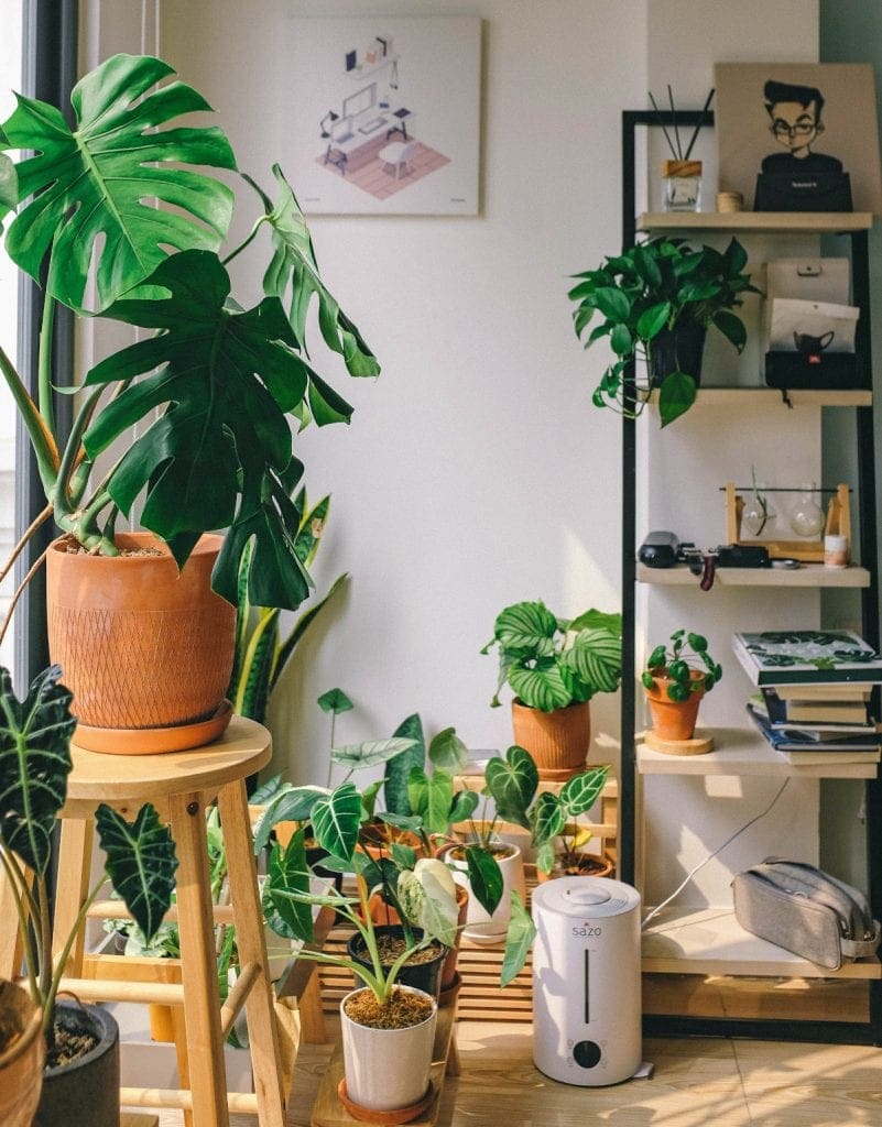 Decorating With Indoor Plants - Tips For Choosing The Ideal Design