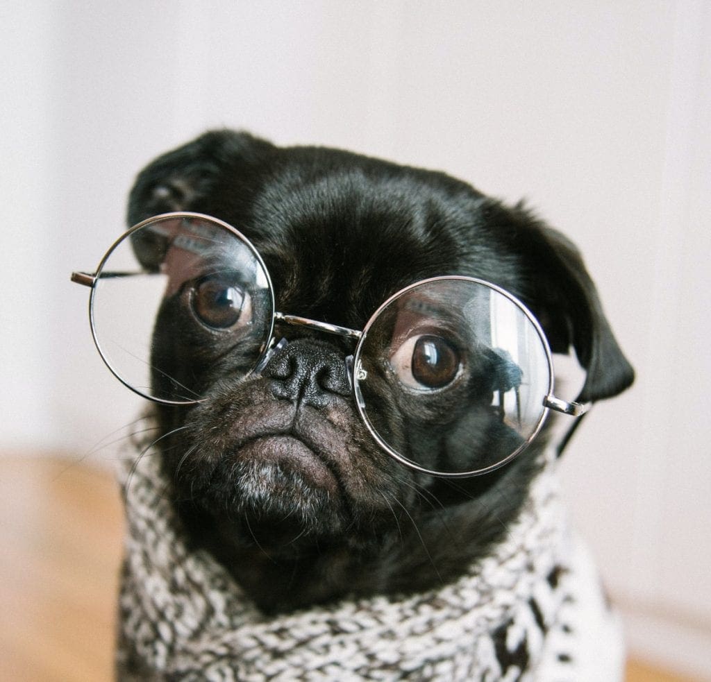 10 Items You Need to Include When Creating an Essential First Aid Kit for Dogs